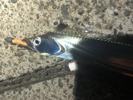 太刀魚調査しかし細い